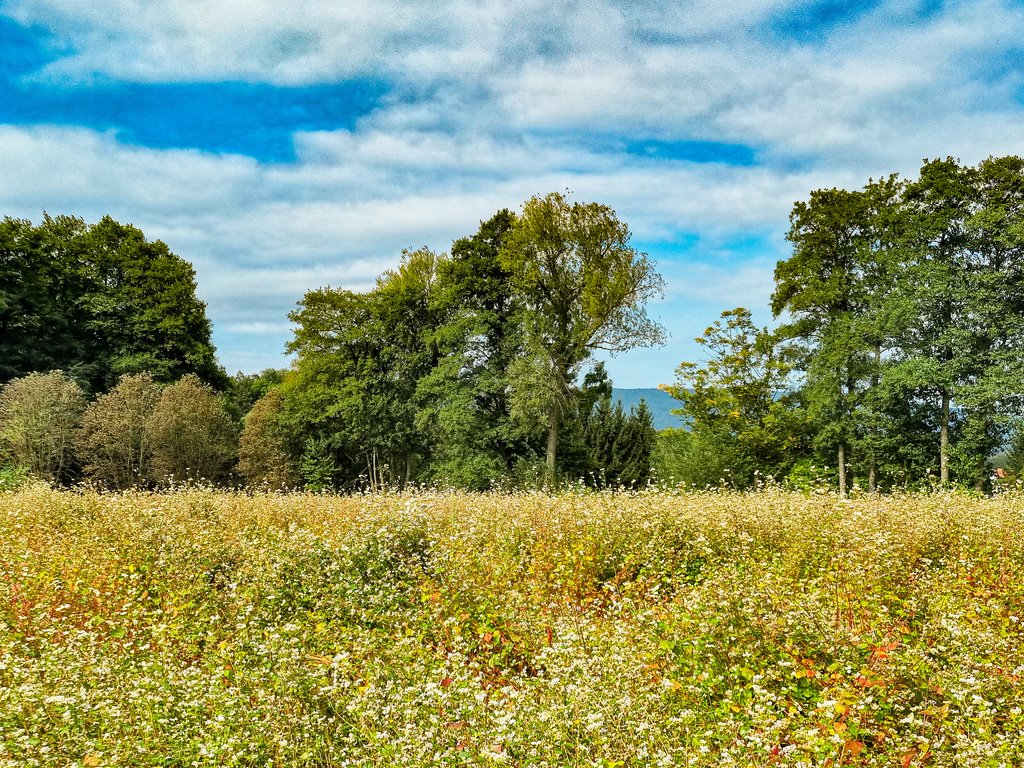 Działka inna na sprzedaż Wilkanów  1 500m2 Foto 8