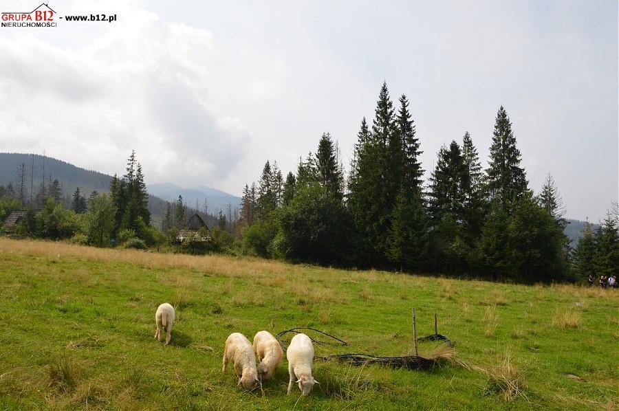 Działka rolna na sprzedaż Zakopane, Cyrhla  2 475m2 Foto 5