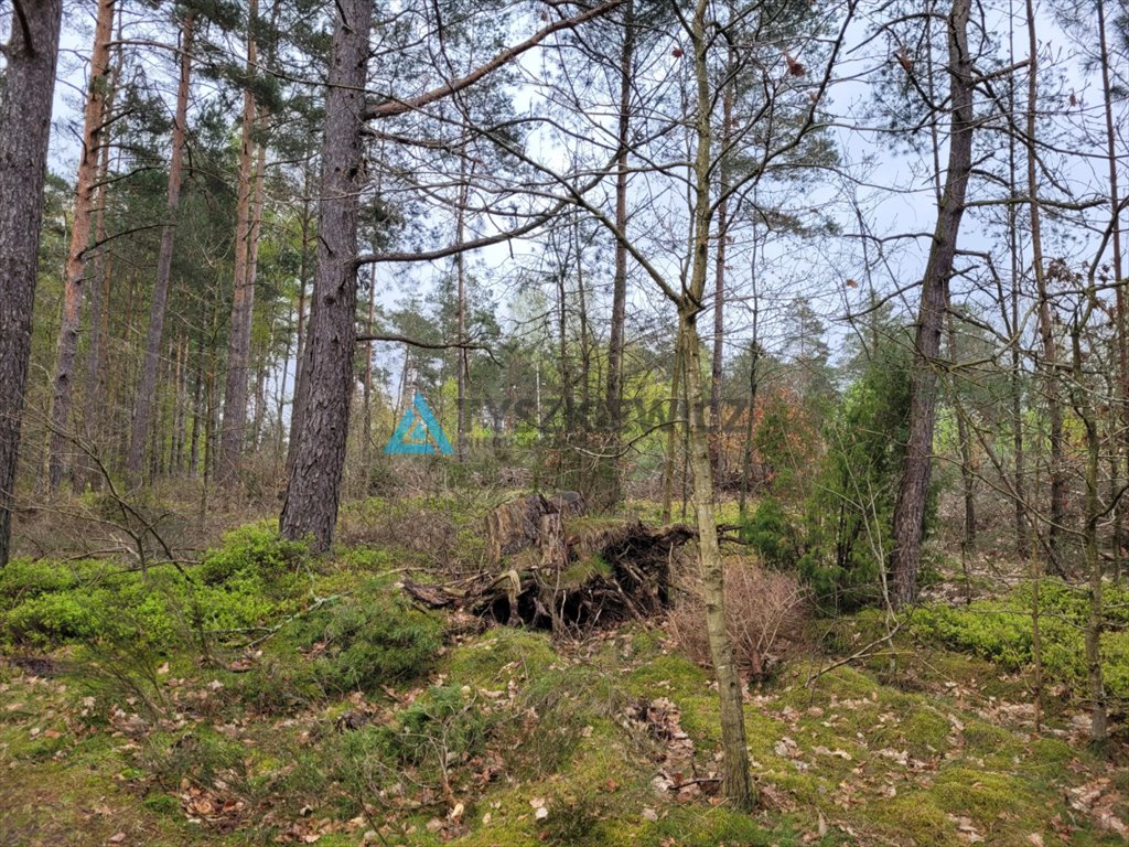 Działka leśna na sprzedaż Borek Kamienny  6 272m2 Foto 5