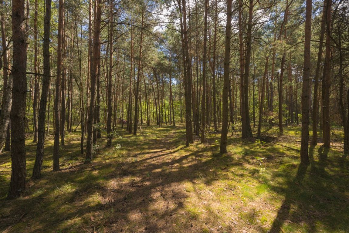 Działka leśna na sprzedaż Ossolin  2 000m2 Foto 12