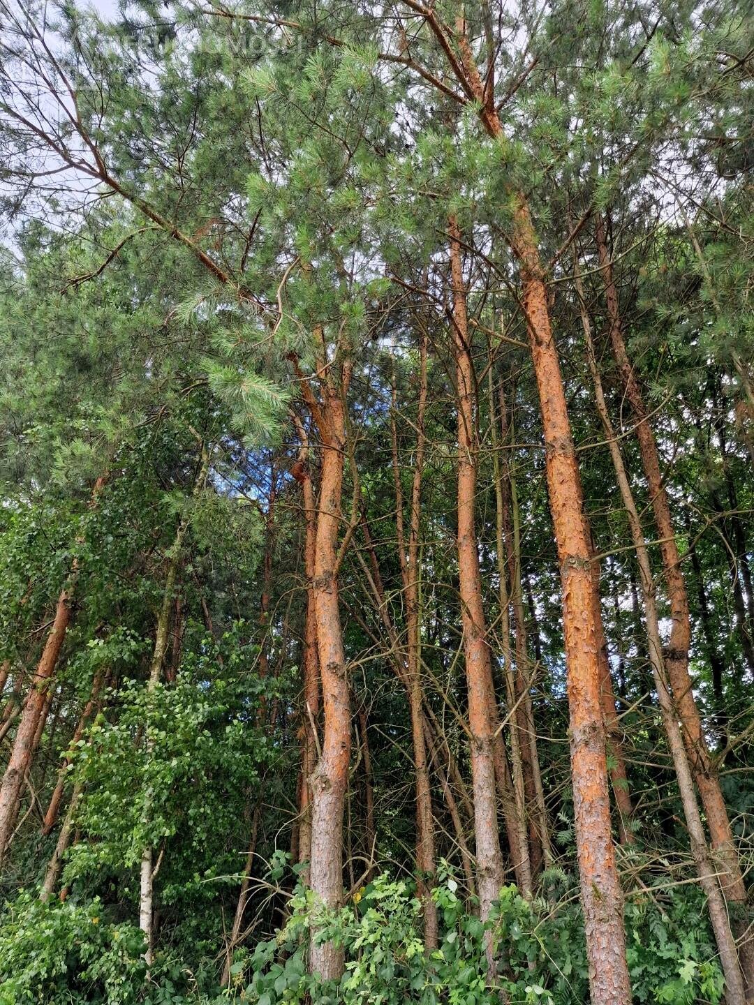 Działka rolna na sprzedaż Zaborów  5 300m2 Foto 7