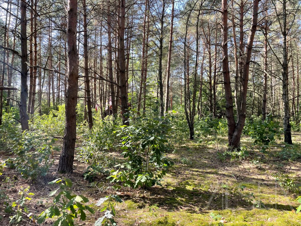 Działka rekreacyjna na sprzedaż Wólka-Wojciechówek, Topolowa  1 490m2 Foto 6