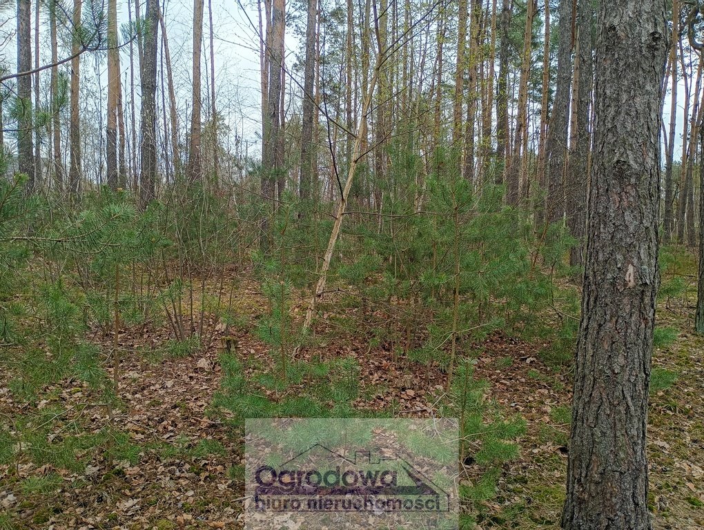 Działka 1280 m² z MPZP, las, media, blisko S7 Wilcza Góra  1 280m2 Foto 1