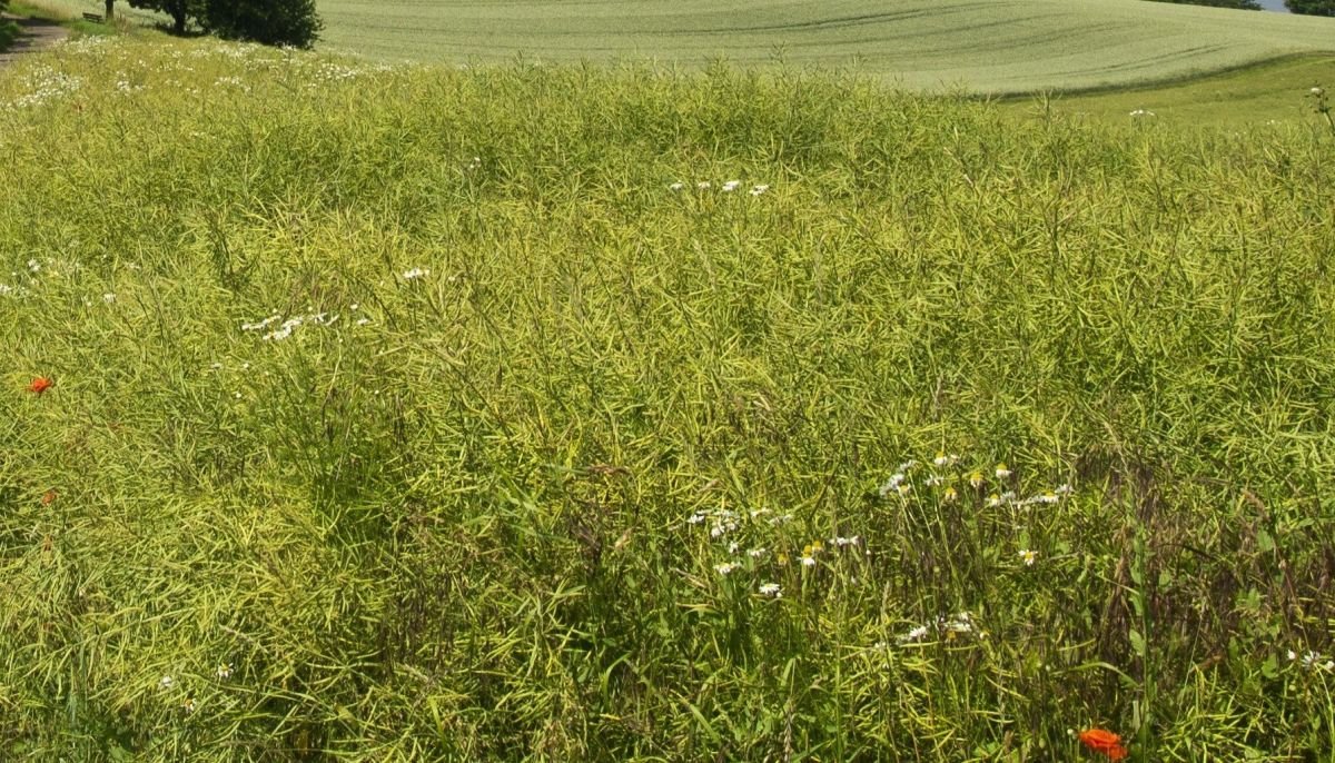 Działka siedliskowa na sprzedaż Porośl-Wojsławy  16 000m2 Foto 2