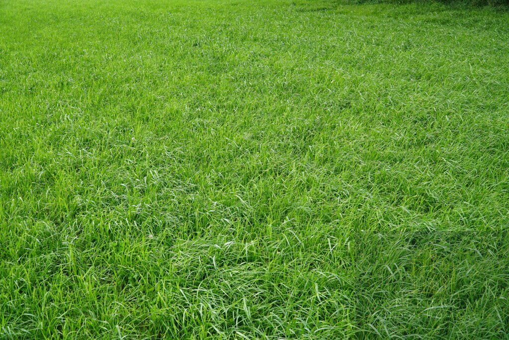 Działka 1605 m² w Dobrzeniu Wielkim – spokój i prywatność Dobrzeń Wielki  1 605m2 Foto 1