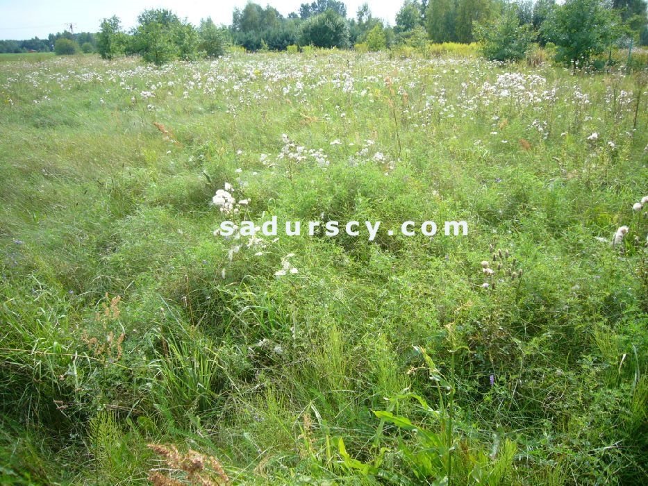 Działka budowlana na sprzedaż Władysławów  1 000m2 Foto 6