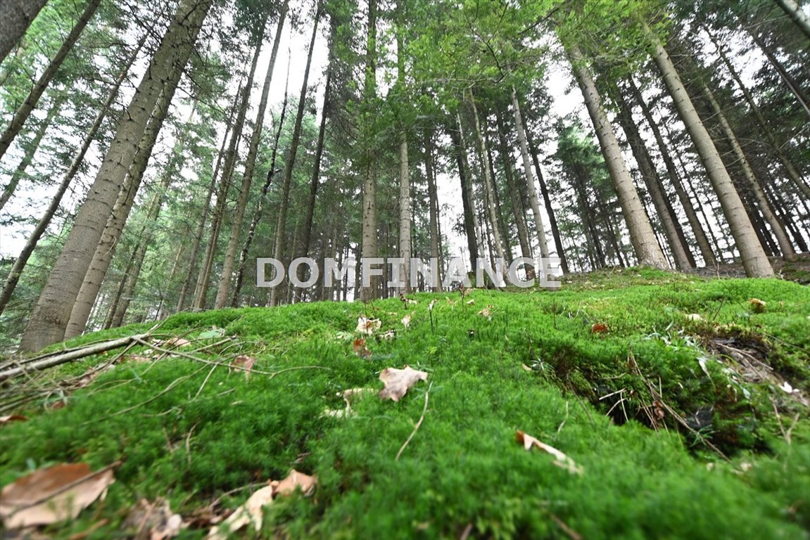 Działka leśna na sprzedaż Kołkówka  10 400m2 Foto 1