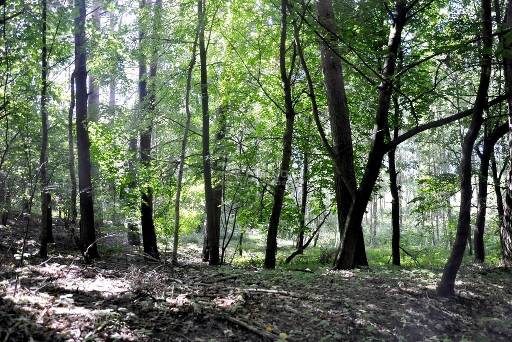 Działka leśna na sprzedaż Elganowo  40 300m2 Foto 13