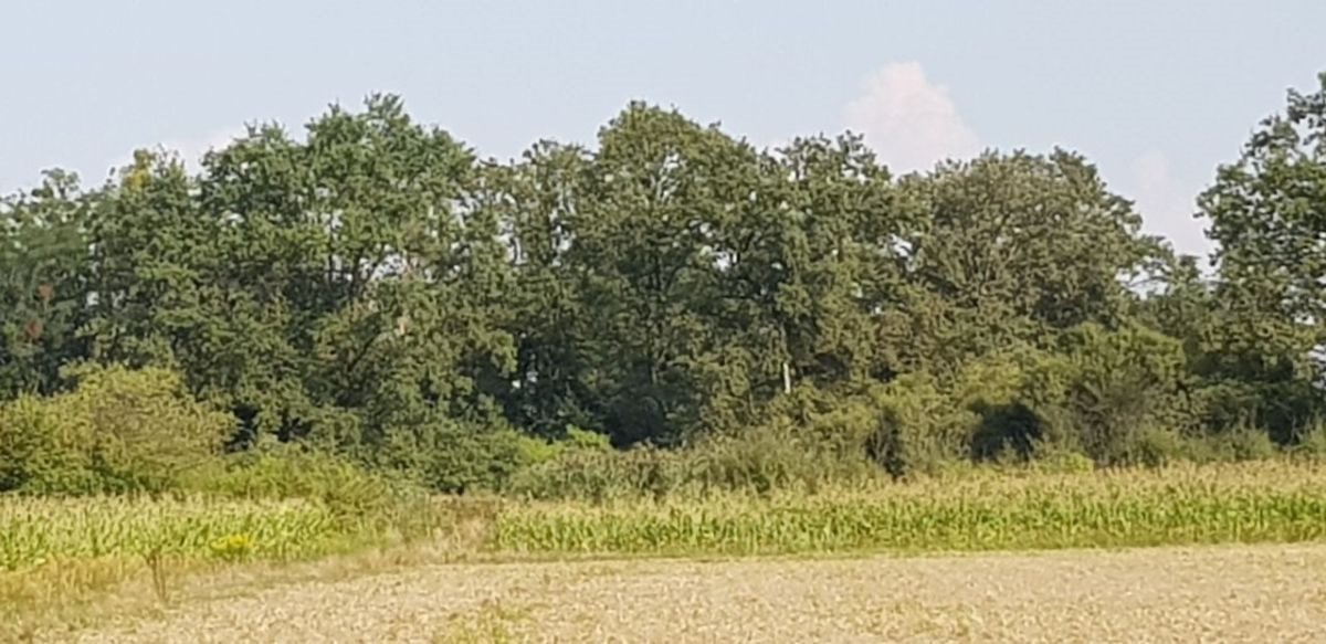 Działka usługowa 9 534 m² w Czernicy – atrakcyjna cena! Czernica  9 534m2 Foto 1