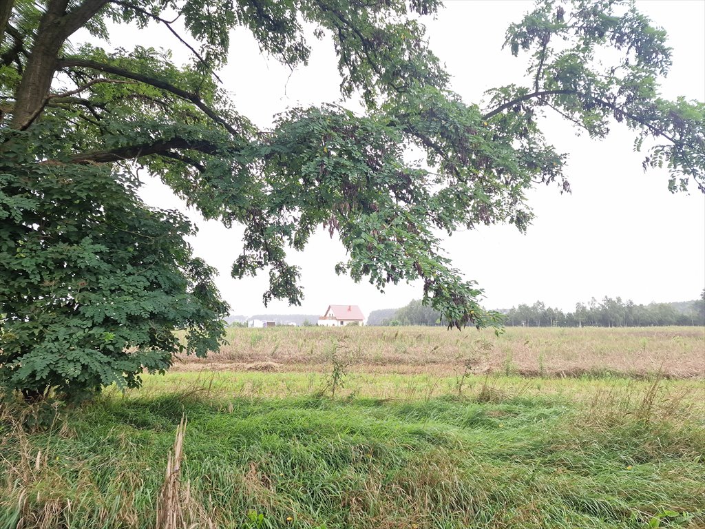 Działka budowlana na sprzedaż Niesłabin  2 000m2 Foto 8