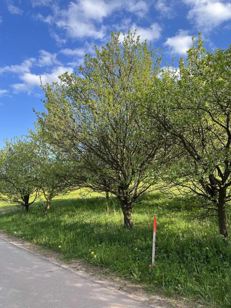 Działka 4465 m2 z lasem i widokiem na Góry Sowie Nowa Ruda  4 465m2 Foto 1