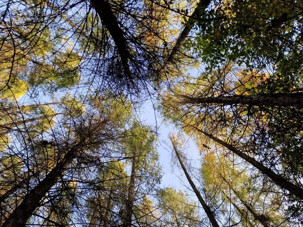 Działka leśna z dostępem do potoku, 1,51 ha, Łęki Górne Łęki Górne  15 100m2 Foto 1