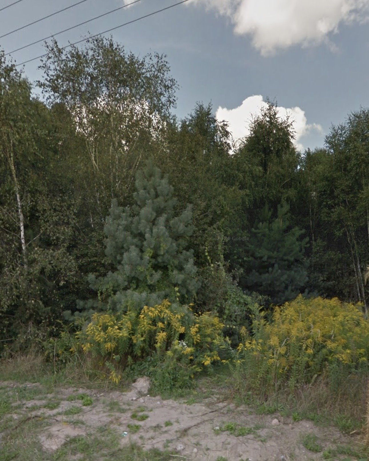 Działka 16 937 m² z lasem i możliwością zabudowy polecam Borchówka, Borchówka  16 937m2 Foto 1