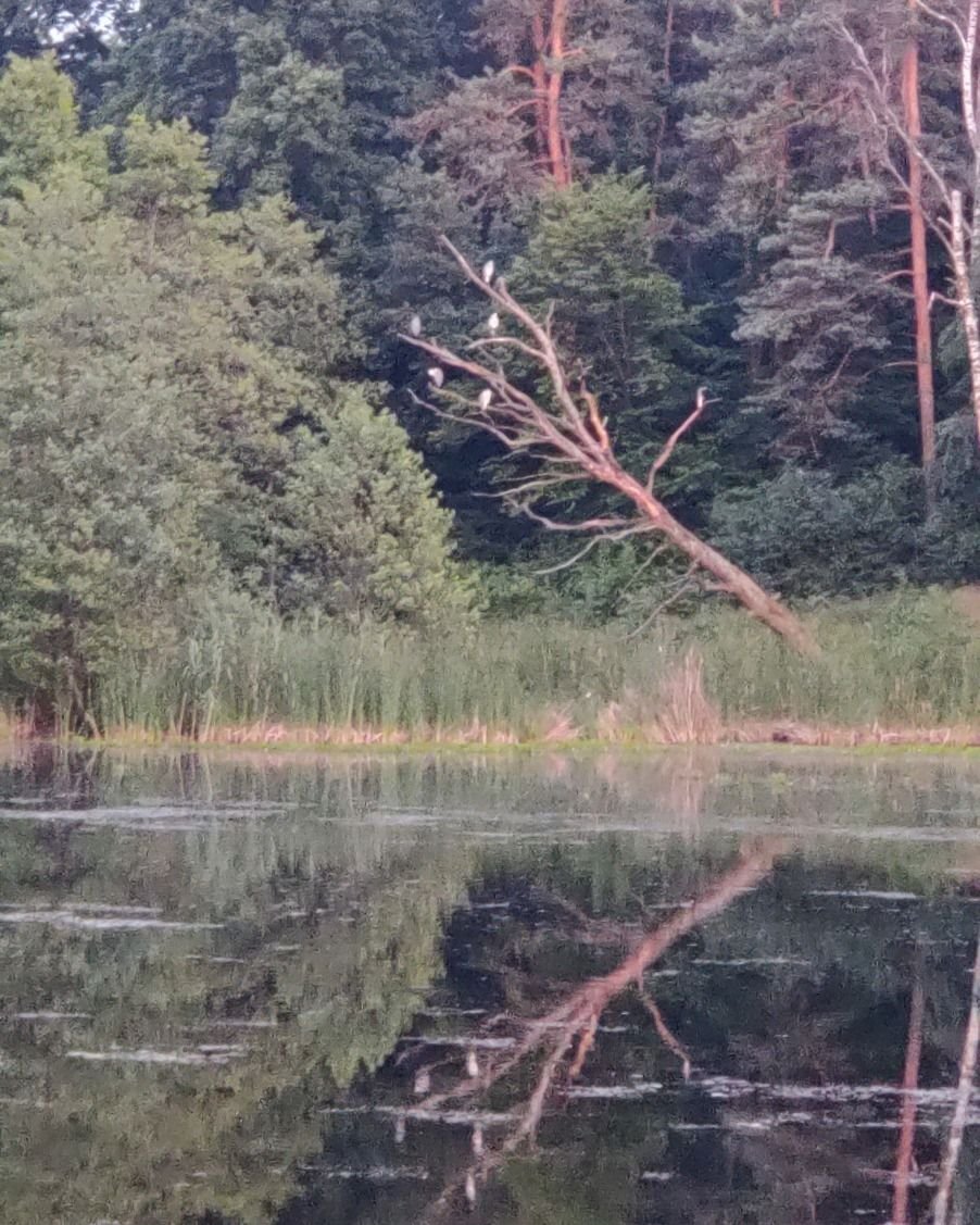 Lokal użytkowy na sprzedaż Tartak  52 600m2 Foto 23