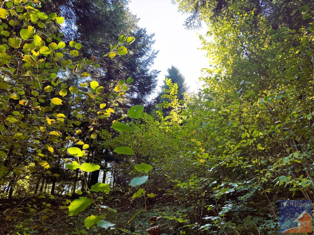 Działka leśna na sprzedaż Pisarzowa  4 800m2 Foto 3