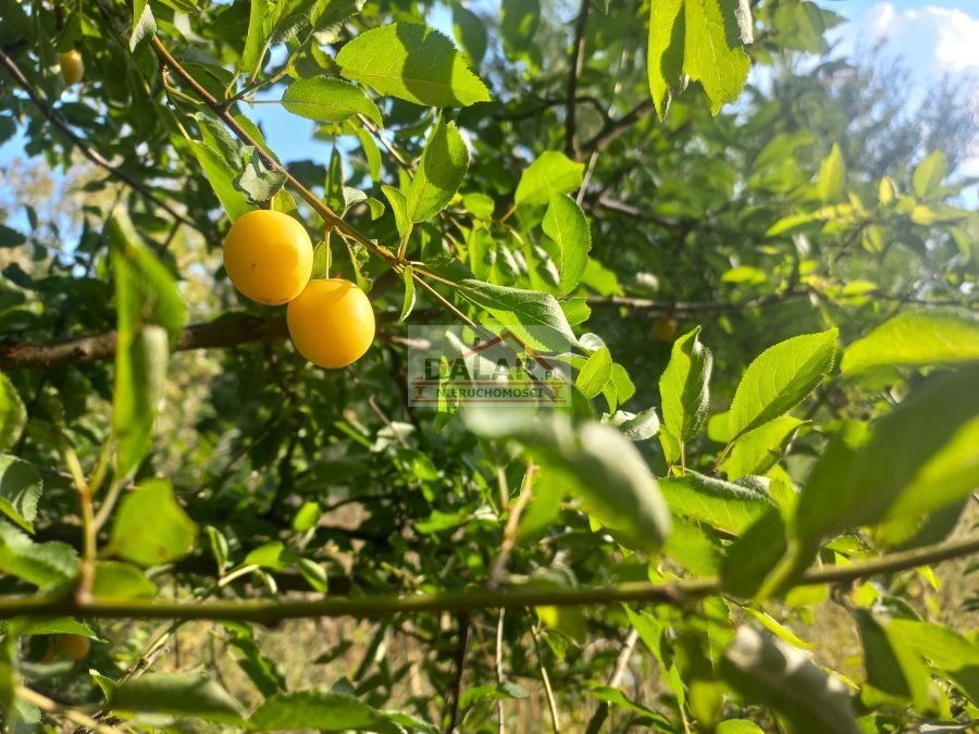 Działka rolna na sprzedaż Czersk  18 200m2 Foto 1