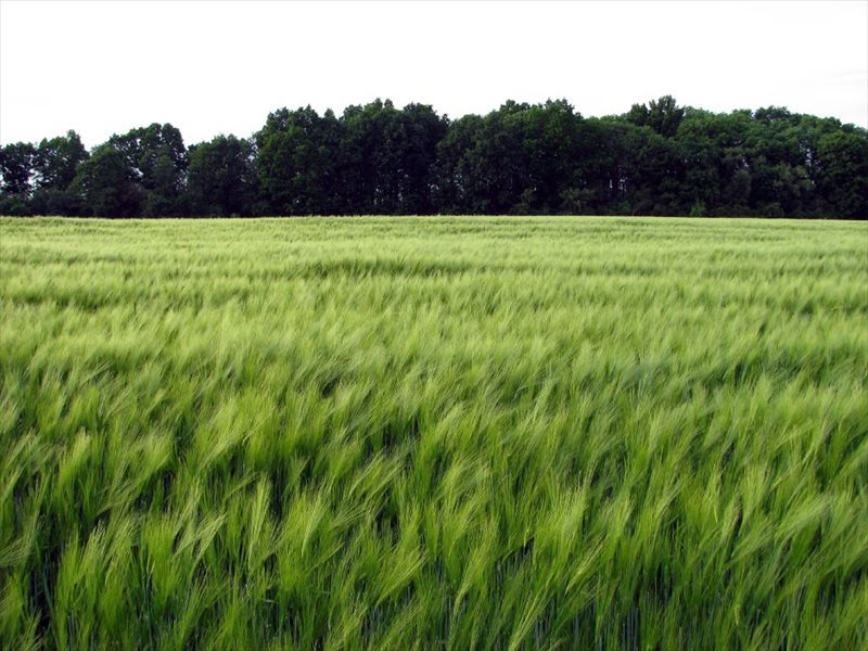 Działka inna na sprzedaż Opole, Wróblin, - 690m2 Foto 1 Działka inna na sprzedaż Opole, Wróblin, - 690m2 Foto 1