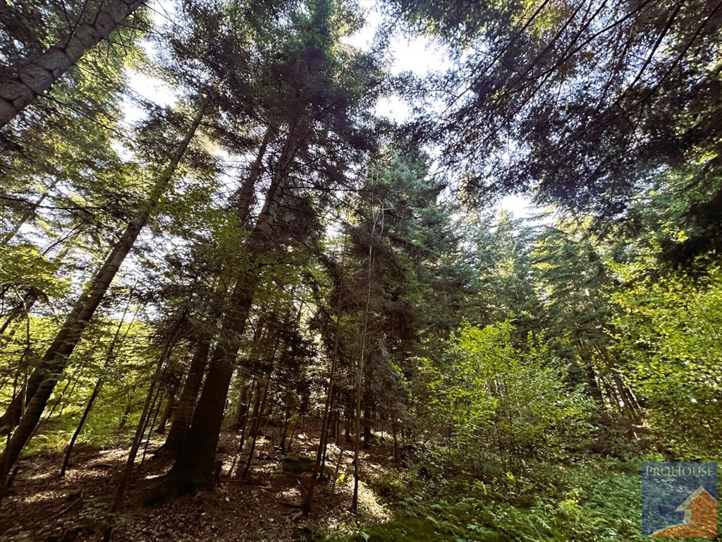 Działka leśna na sprzedaż Pisarzowa  4 800m2 Foto 6