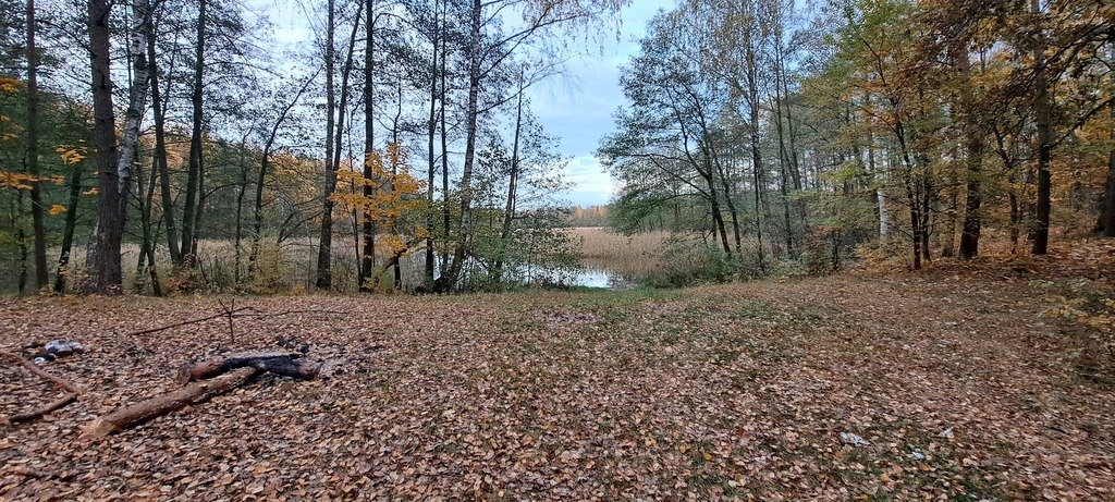 Działka leśna z prawem budowy na sprzedaż Piasutno  40 050m2 Foto 9