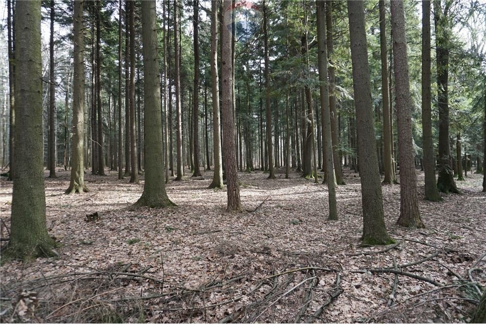 Działka leśna na sprzedaż Budzów  12 930m2 Foto 2