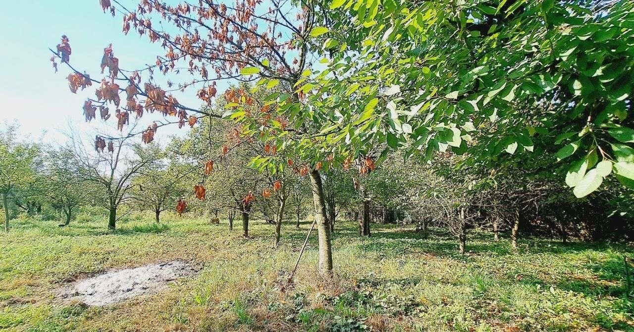 Działka budowlana na sprzedaż Maszków, Kolonia  1 200m2 Foto 3