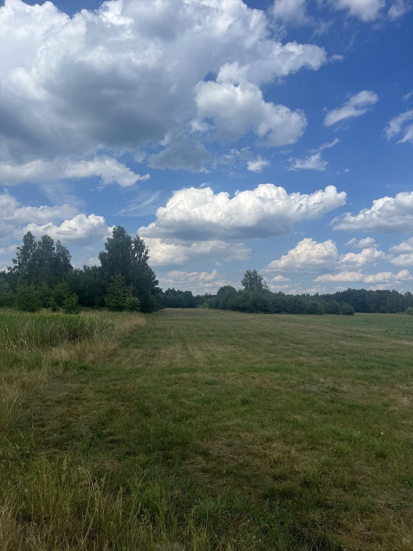 Działka rolna na sprzedaż Stare Babice, Zalesie  3 835m2 Foto 4