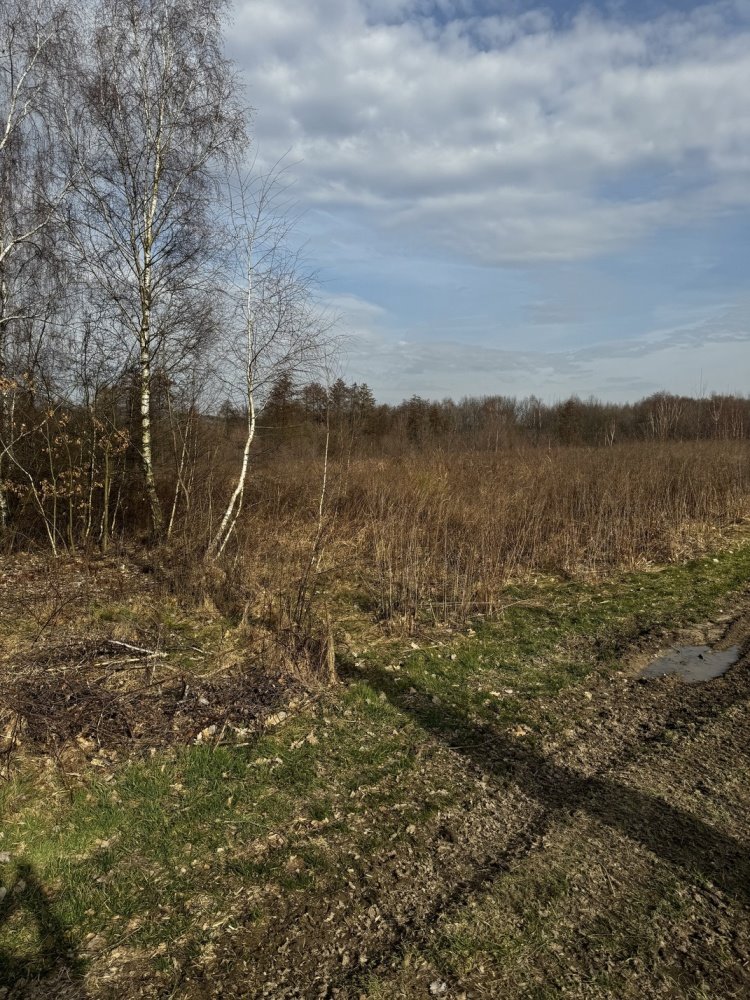 Działka rolna na sprzedaż Brzoskwinia, Górska  56 300m2 Foto 11