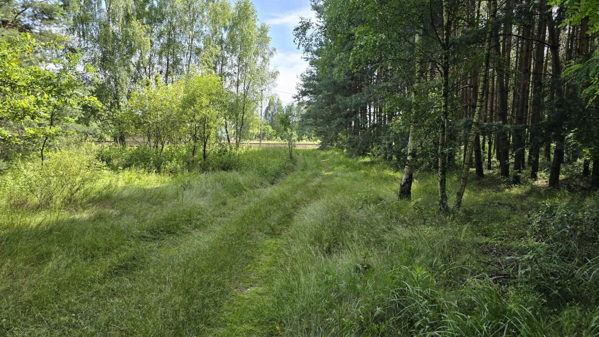 Działka leśna na sprzedaż Chwostek, Otrzęsie  2 909m2 Foto 4