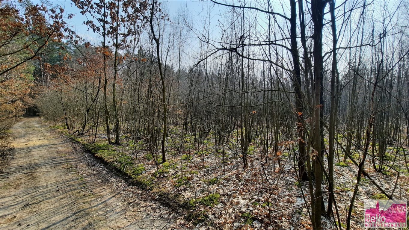 Działka leśna na sprzedaż Strupczewo Duże  73 400m2 Foto 7