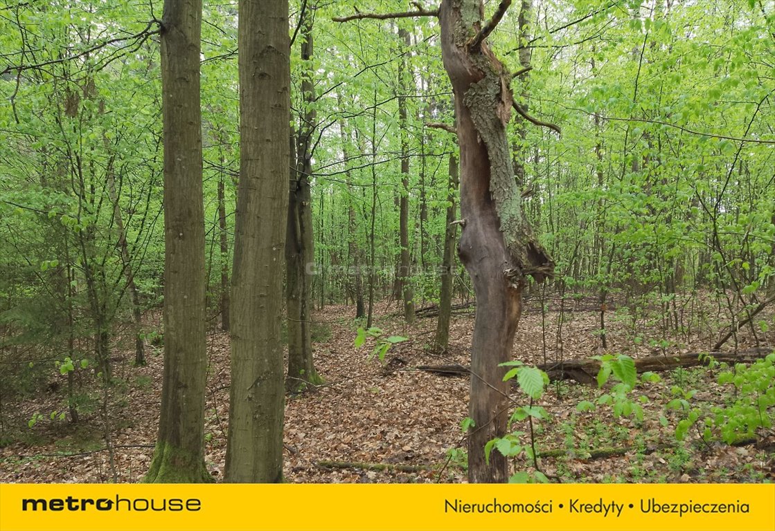 Działka rolna na sprzedaż Florczaki  10 900m2 Foto 4