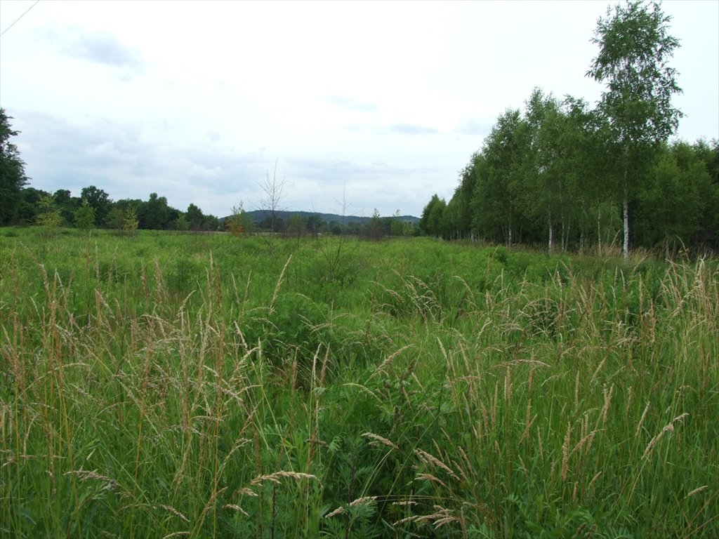 Działka budowlana na sprzedaż Przeginia Narodowa, Przeginia Narodowa  2 700m2 Foto 10