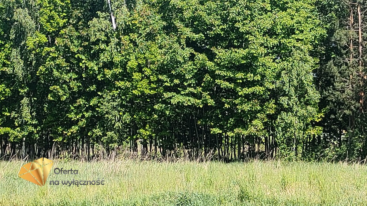 Działka budowlana na sprzedaż Bratnik  8 900m2 Foto 3