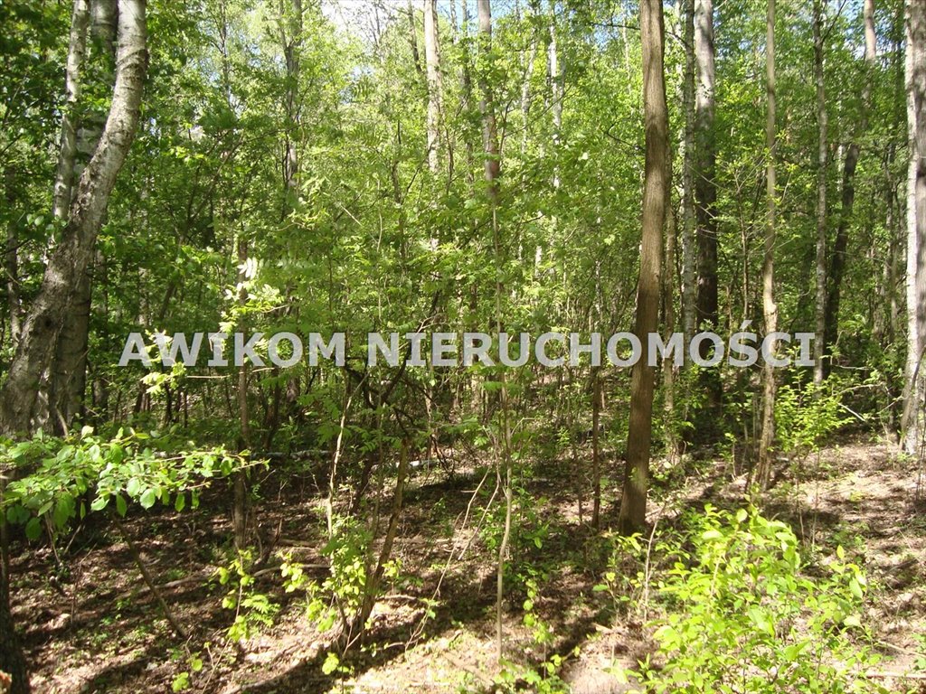 Działka leśna na sprzedaż Piotrkowice  13 500m2 Foto 3