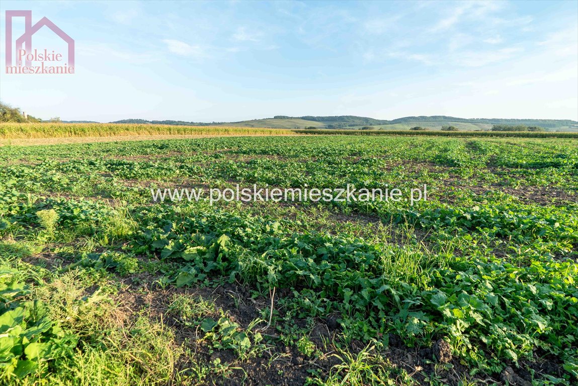 Sprzedam działkę 51 arów z warunkami zabudowy w Krównikach Krówniki  513m2 Foto 1