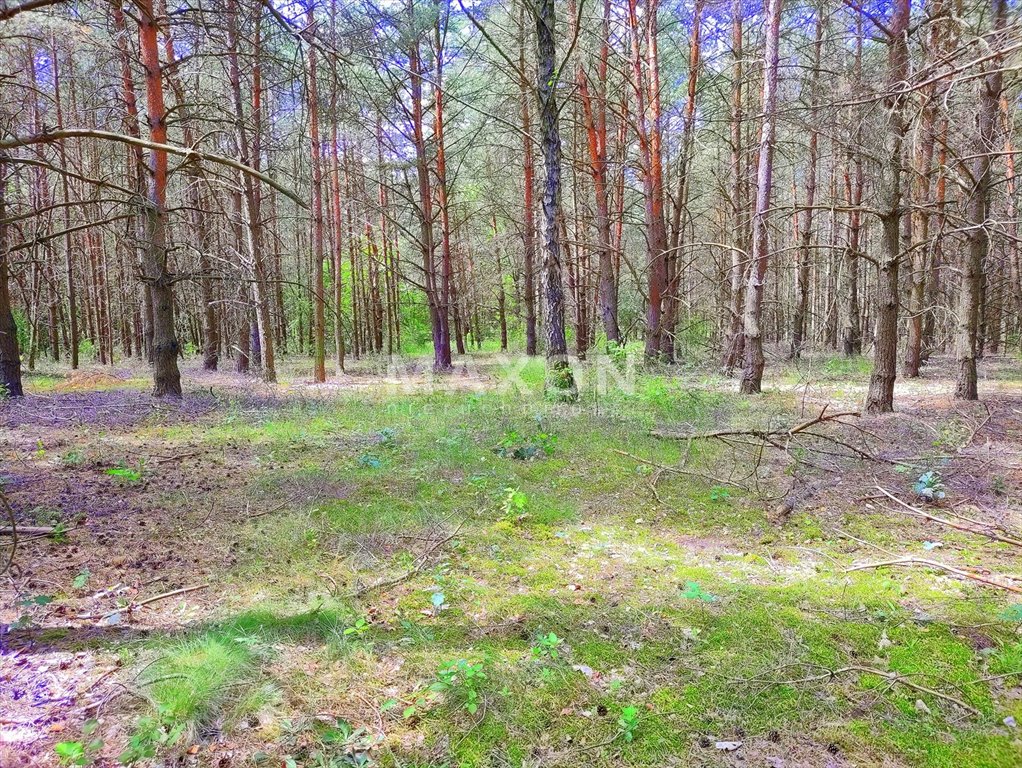 Działka budowlana na sprzedaż Wierzbica  2 228m2 Foto 6