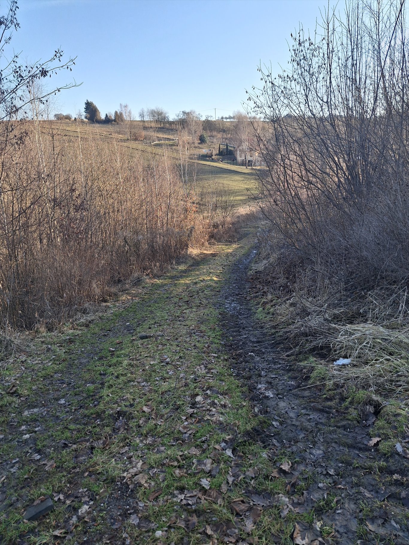 Sprzedam działkę 27,16 a w Kozierowie z dostępem do drogi Kozierów, LIPOWA  2 700m2 Foto 1