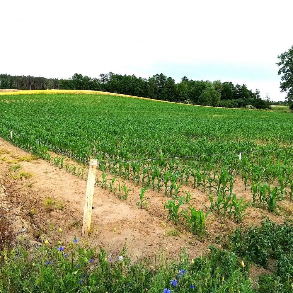 Działka inna na sprzedaż Duszniki, Kunowo  4 500m2 Foto 7