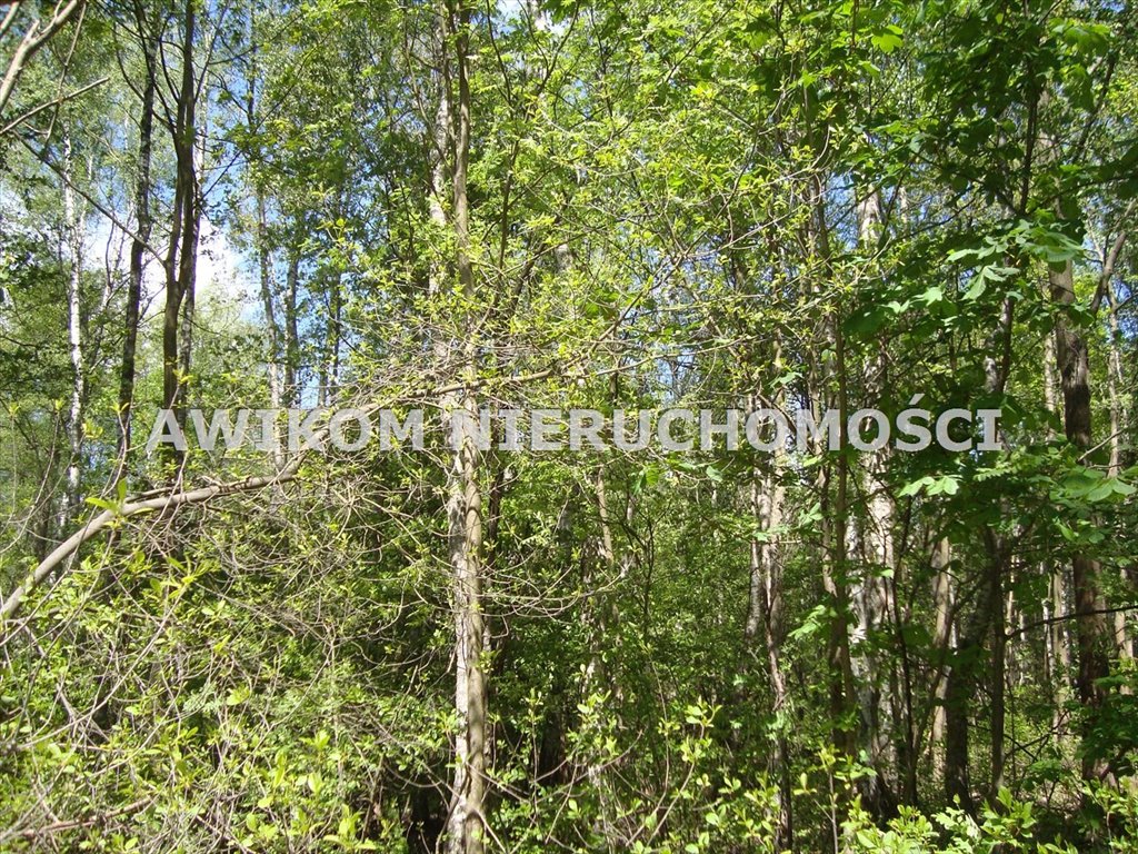Działka leśna na sprzedaż Piotrkowice  13 500m2 Foto 2