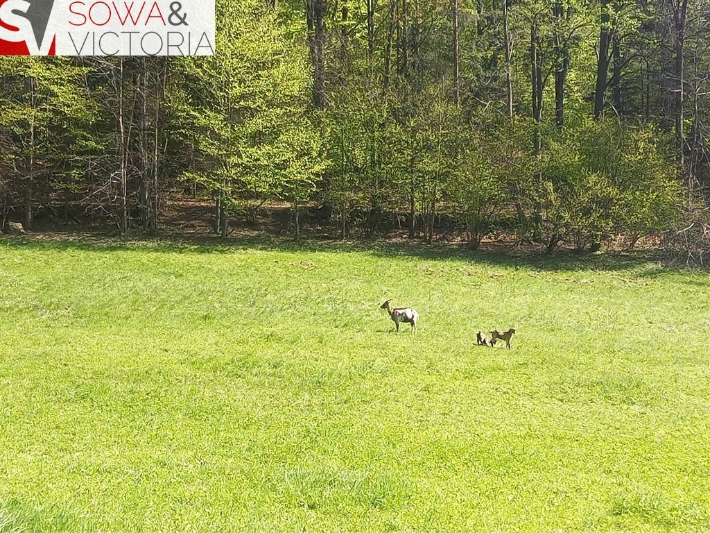 Działka budowlana na sprzedaż Michałkowa  8 428m2 Foto 3