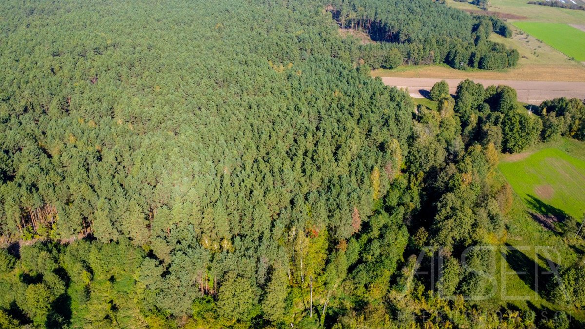 Działka leśna na sprzedaż Michałowo  36 000m2 Foto 8