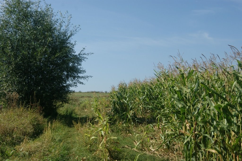 Działka inna na sprzedaż Stare Bogaczowice  1 000m2 Foto 15