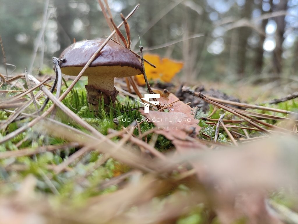 Działka rolna na sprzedaż Sierczynek  3 200m2 Foto 11