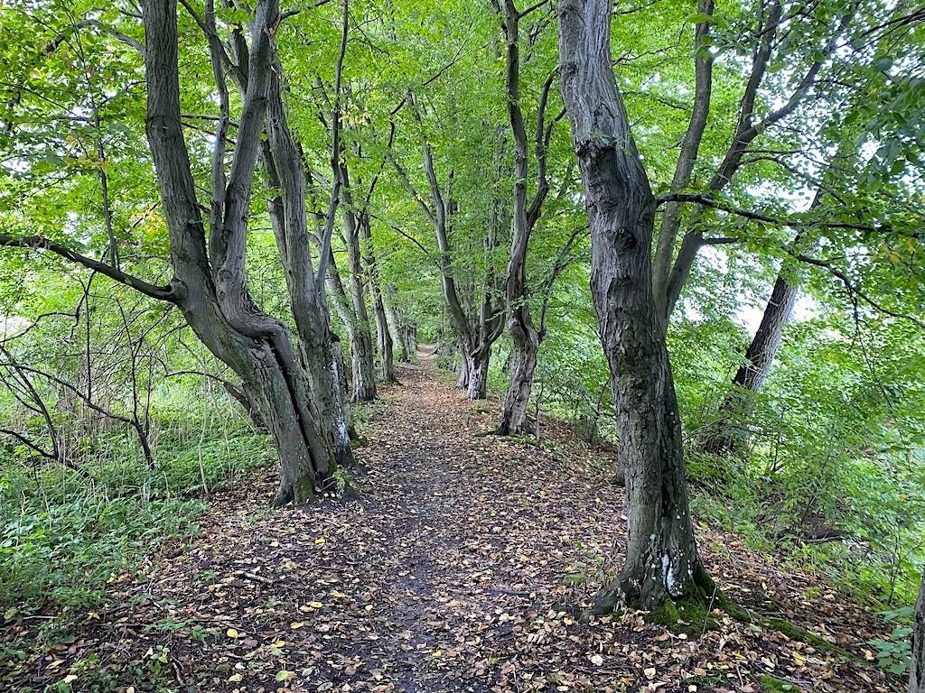 Działka budowlana na sprzedaż Leszno, Leszno, Fabryczna  1 053m2 Foto 3