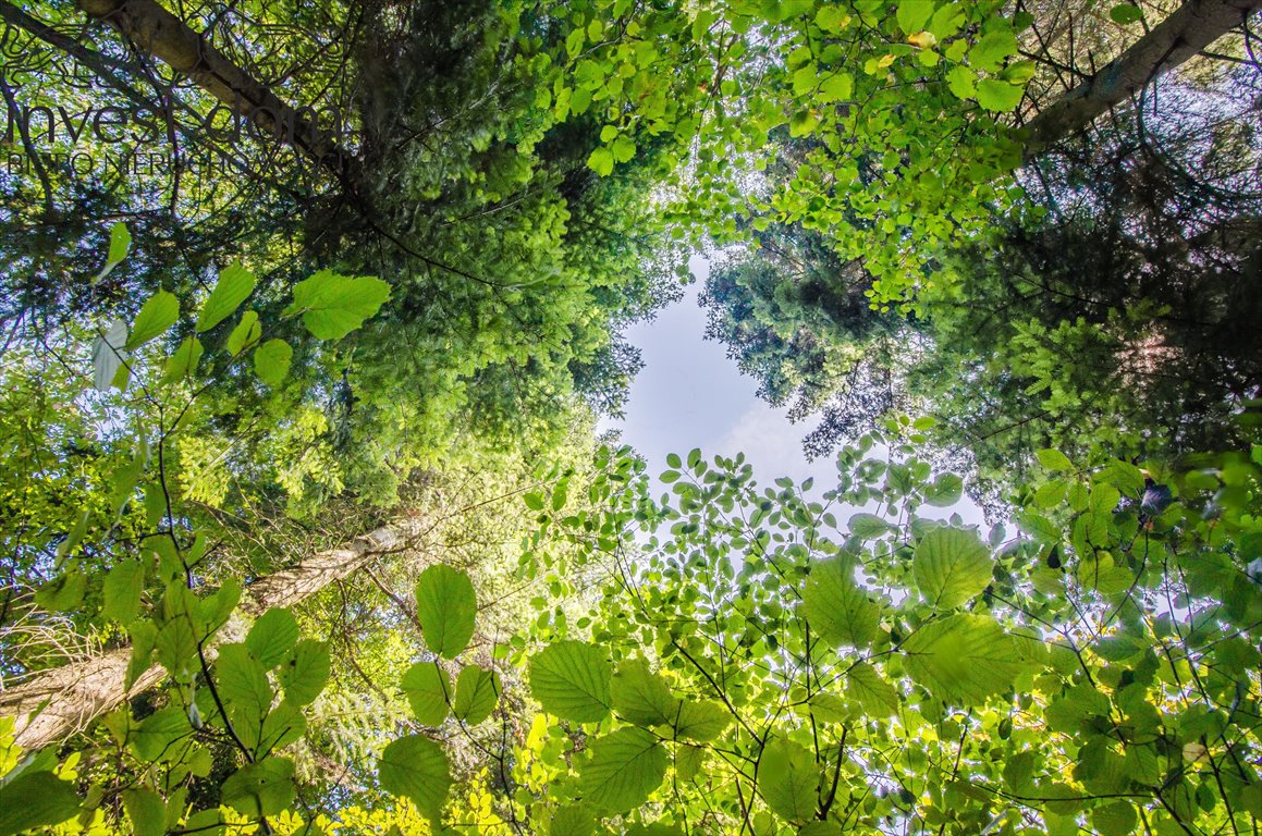 Działka leśna na sprzedaż Wyskitna  7 200m2 Foto 12