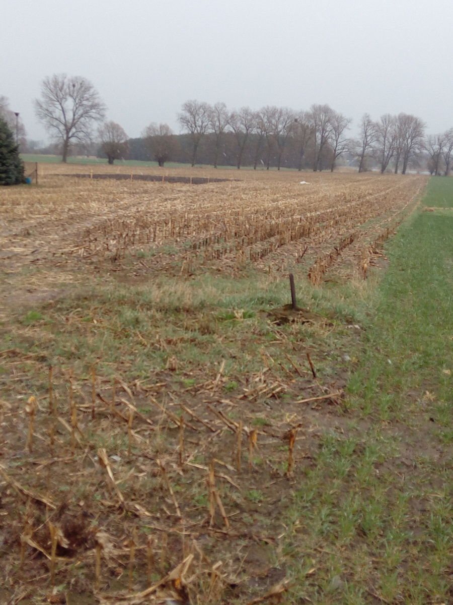 Działka budowlana na sprzedaż Kłecko, Gorzuchowo  1 294m2 Foto 11