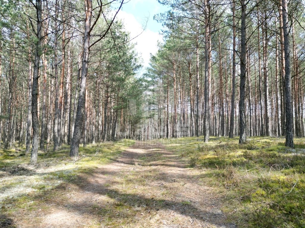 Działka leśna na sprzedaż Krępki  12 611m2 Foto 6