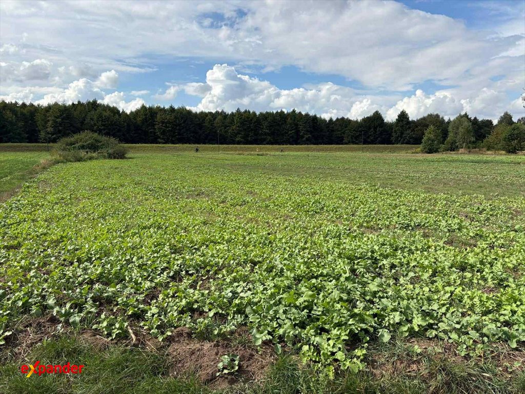 Do sprzedania działka 2345 m² z mediami i rekreacyjnym otoczeniem Kalisz  2 345m2 Foto 1