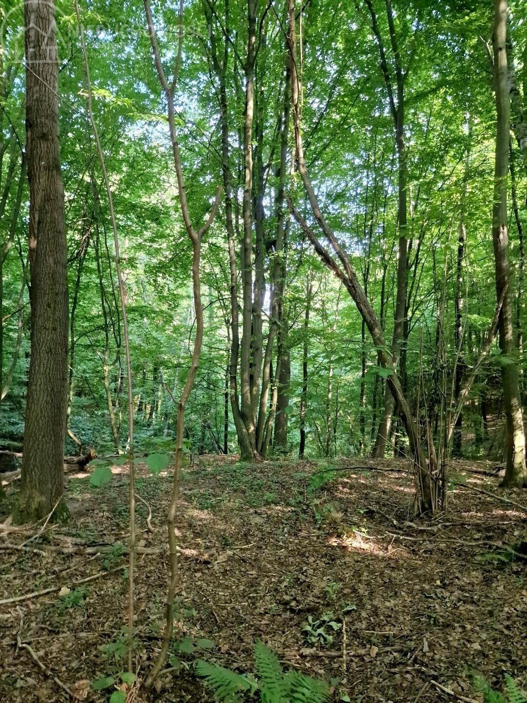 Działka leśna na sprzedaż Sitnica  8 867m2 Foto 6