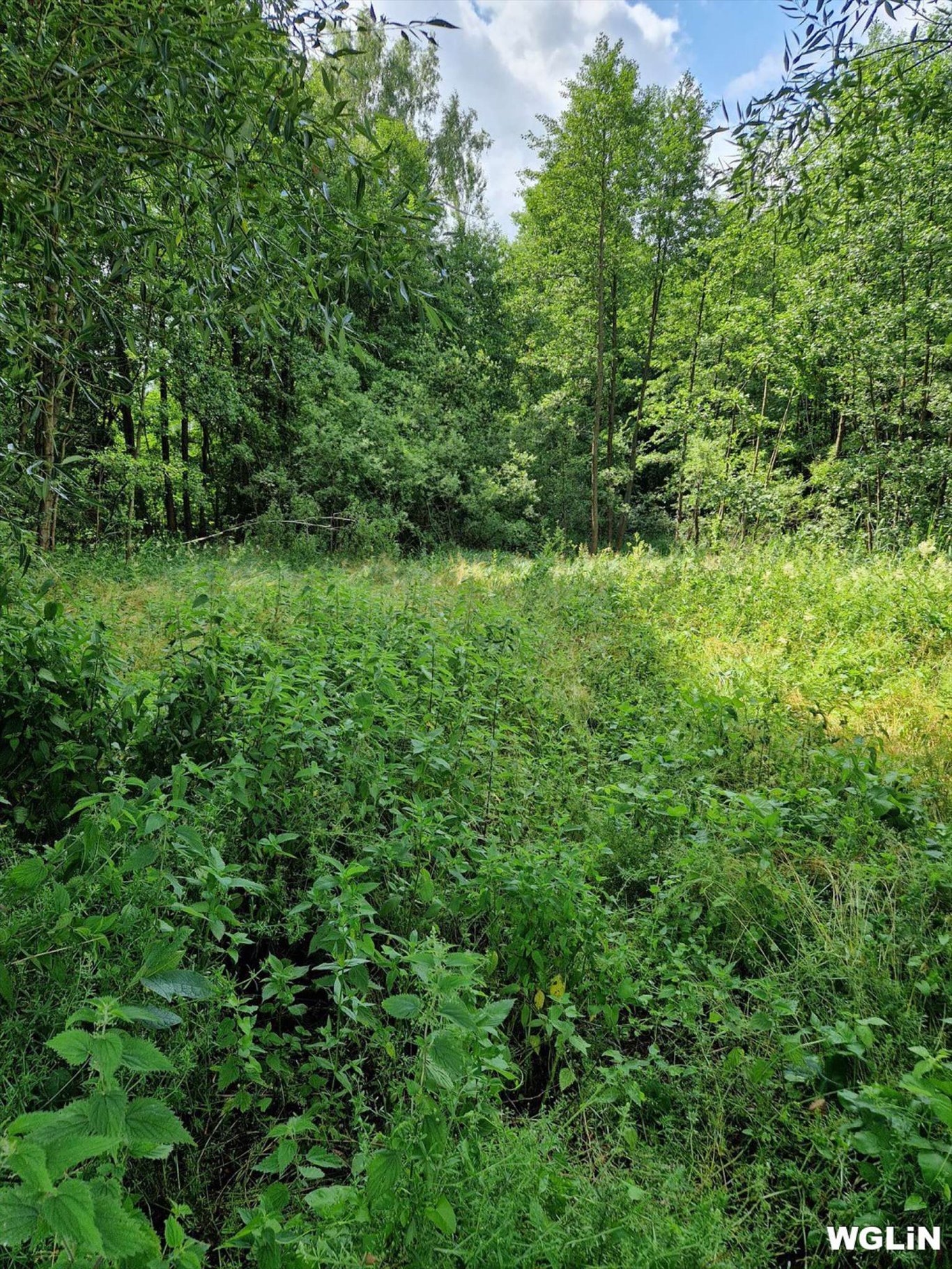 Działka budowlana na sprzedaż Jurki, Jurki  20 900m2 Foto 5