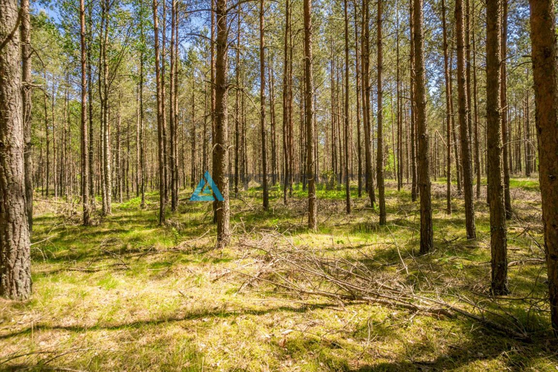 Działka leśna na sprzedaż Gostomko  3 002m2 Foto 9